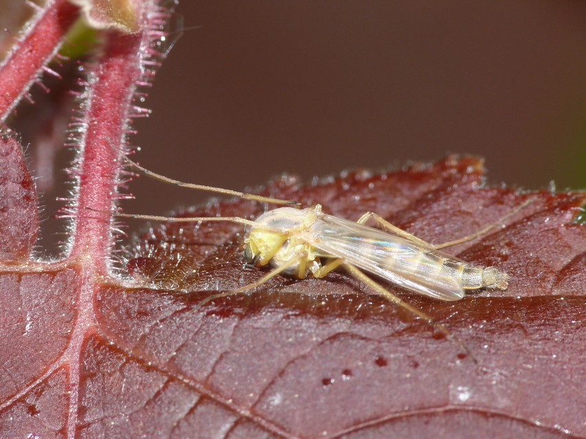 Chironomini