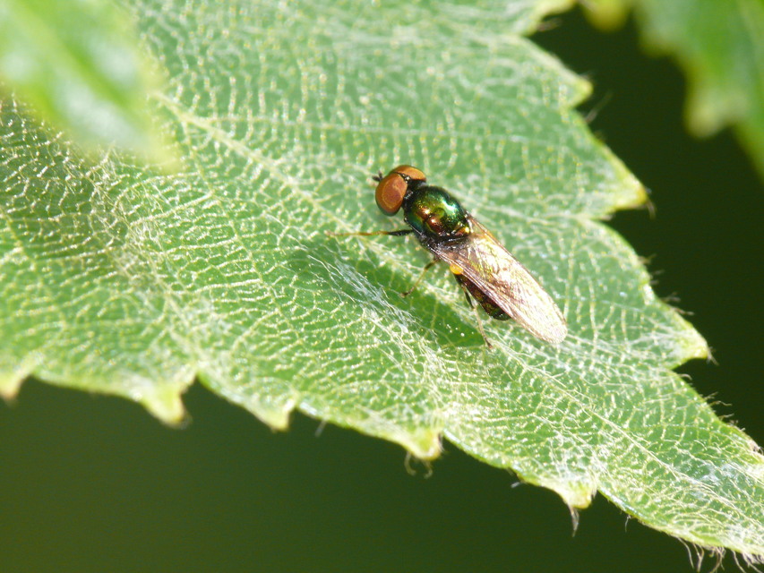 Chloromyia