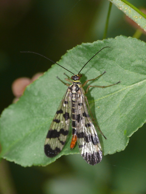 Panorpa vulgaris