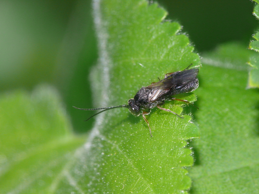 Hymenoptera - Hártyásszárnyúak