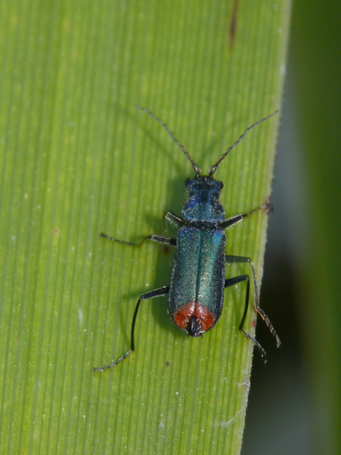 Clanoptilus