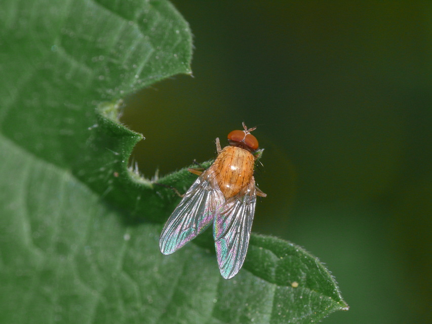 Muscidae - igazi legyek