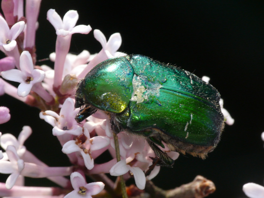 Cetonia aurata - aranyos virágbogár