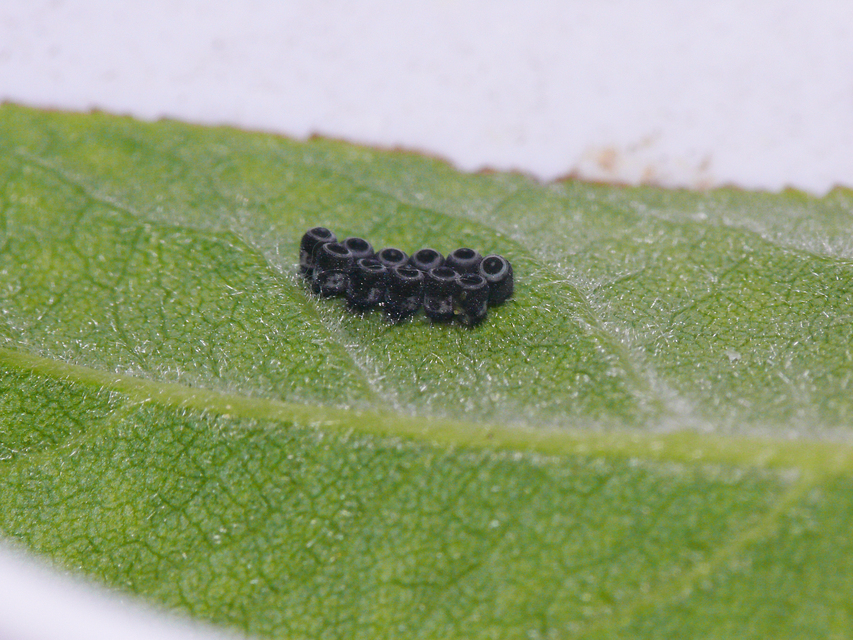 Heteroptera - Poloskák