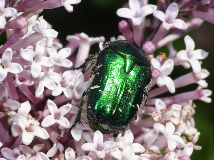 Cetonia aurata - aranyos virágbogár