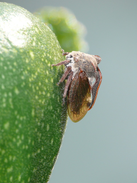 Centrotus cornutus - szarvaskabóca