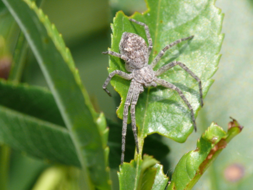 Philodromus