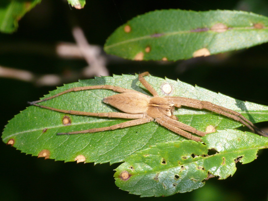 Pisaura mirabilis - csodáspók