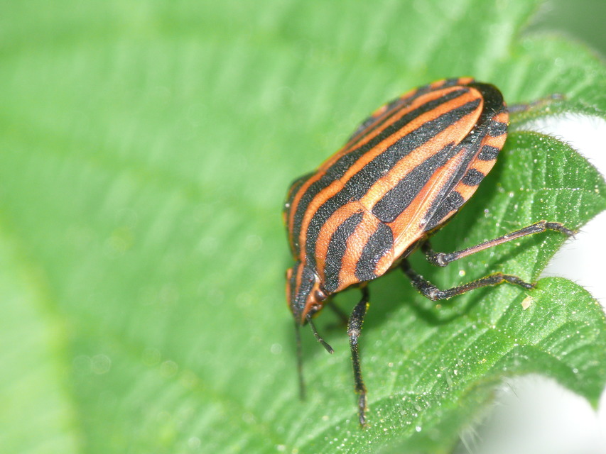 Graphosoma italicum - csíkos pajzsospoloska