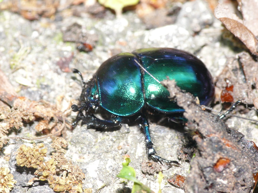 Trypocopris vernalis - tavaszi álganéjtúró