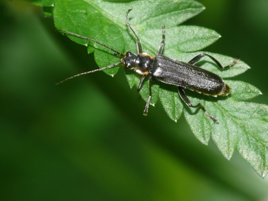 Cantharis paradoxa