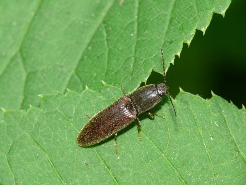 Elateridae - pattanóbogárfélék