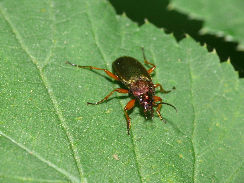 Chlaenius nigricornis - sötétcsápú bűzfutó