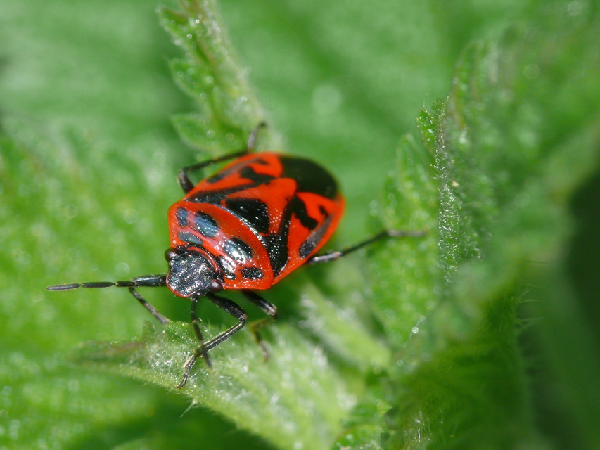 Eurydema ornata - díszespoloska