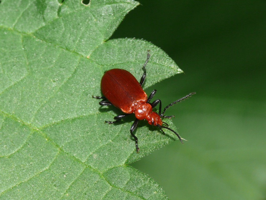 Pyrochroa serraticornis - közép-bíborbogár