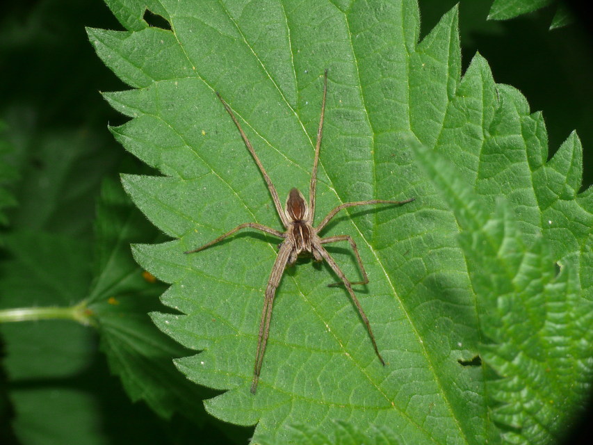 Pisaura mirabilis - csodáspók