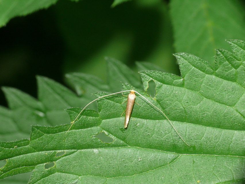 Nematopogon