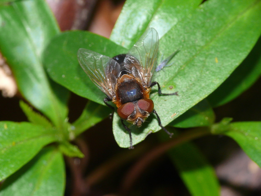 Phasiinae