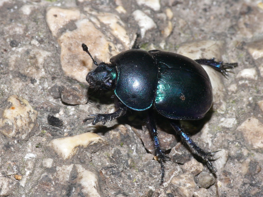 Trypocopris vernalis - tavaszi álganéjtúró