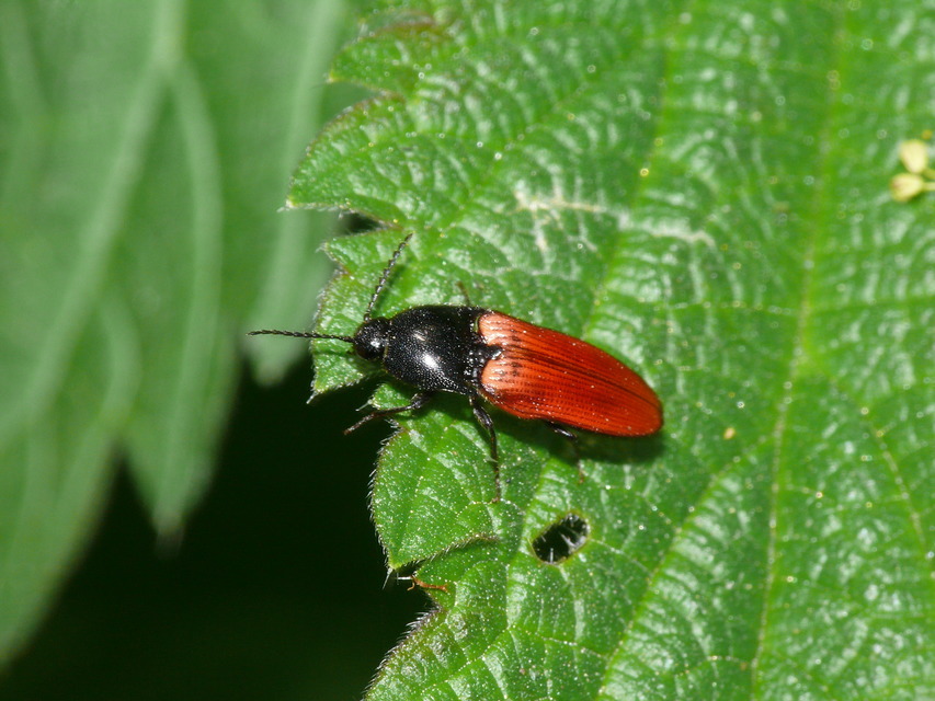 Ampedus