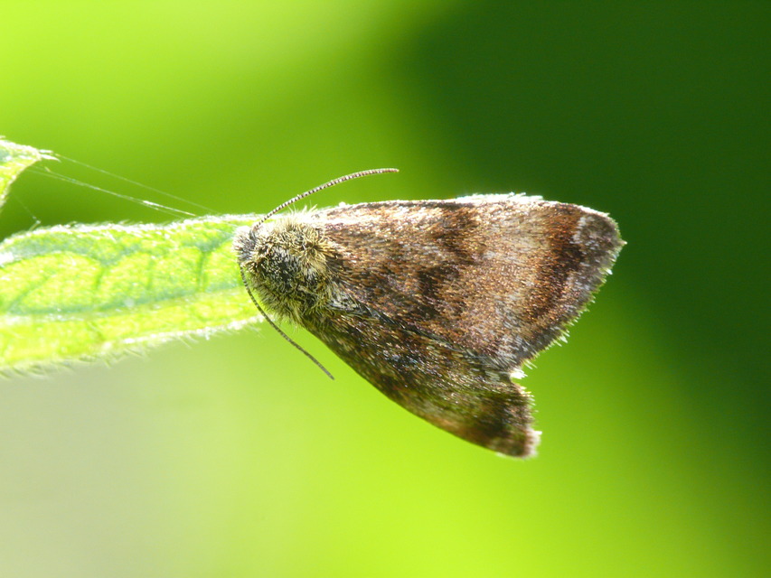 Panemeria tenebrata - apró sárgabagoly