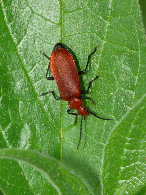 Pyrochroa serraticornis - közép-bíborbogár