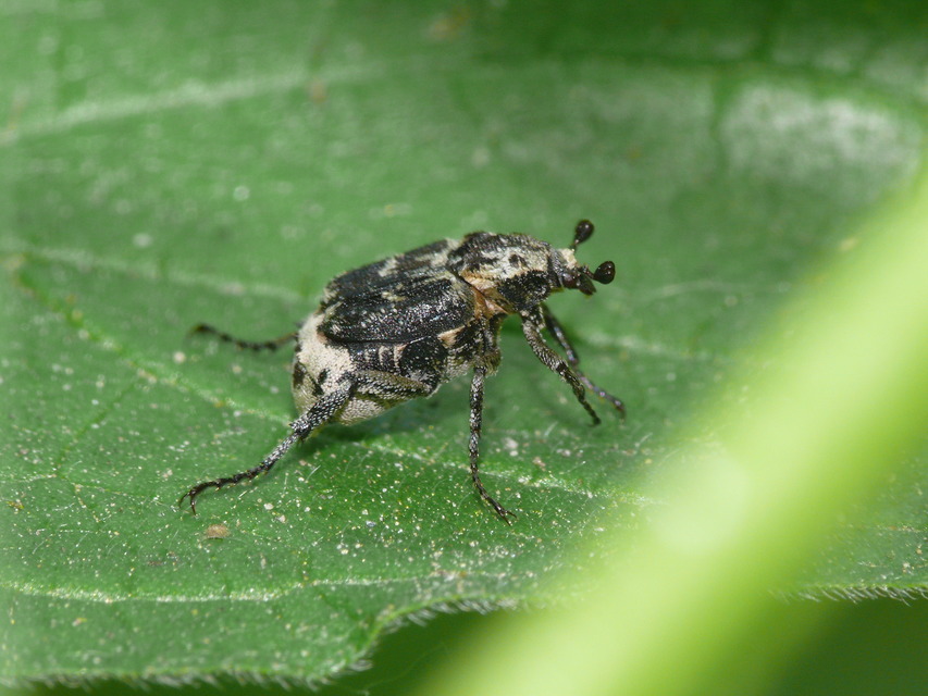 Valgus hemipterus - suta virágbogár