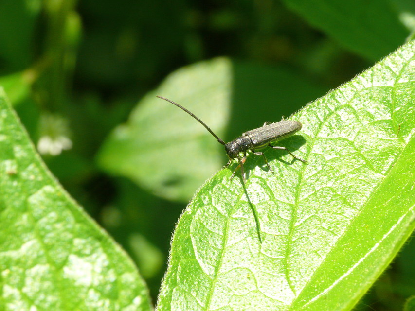 Phytoecia cylindrica - medvelapucincér