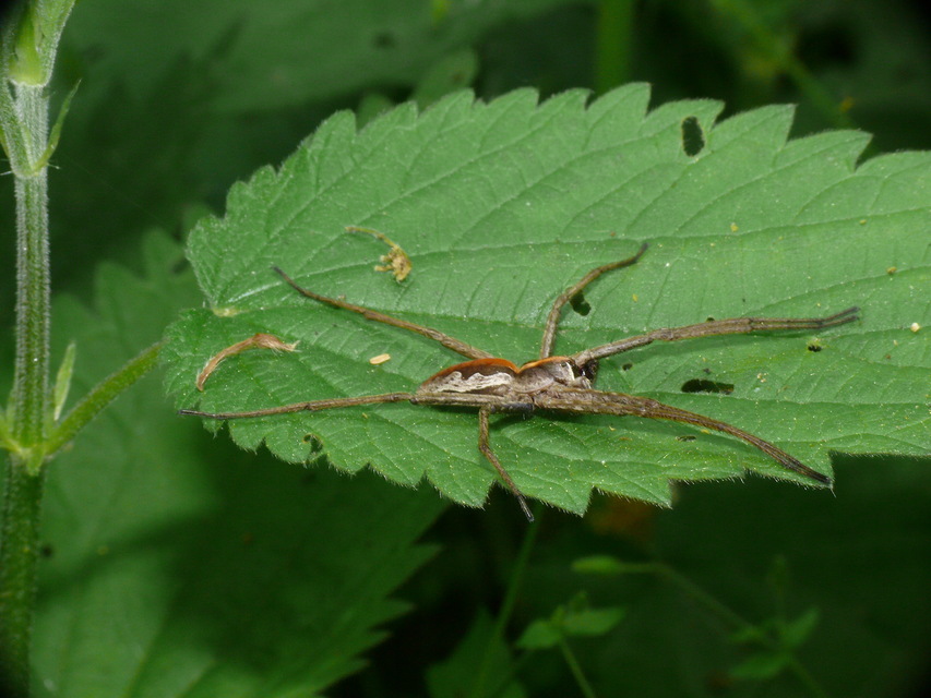 Pisaura mirabilis - csodáspók