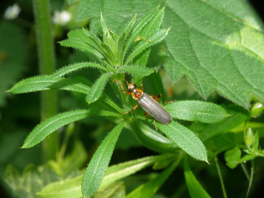 Cantharis nigricans - feketéllő lágybogár