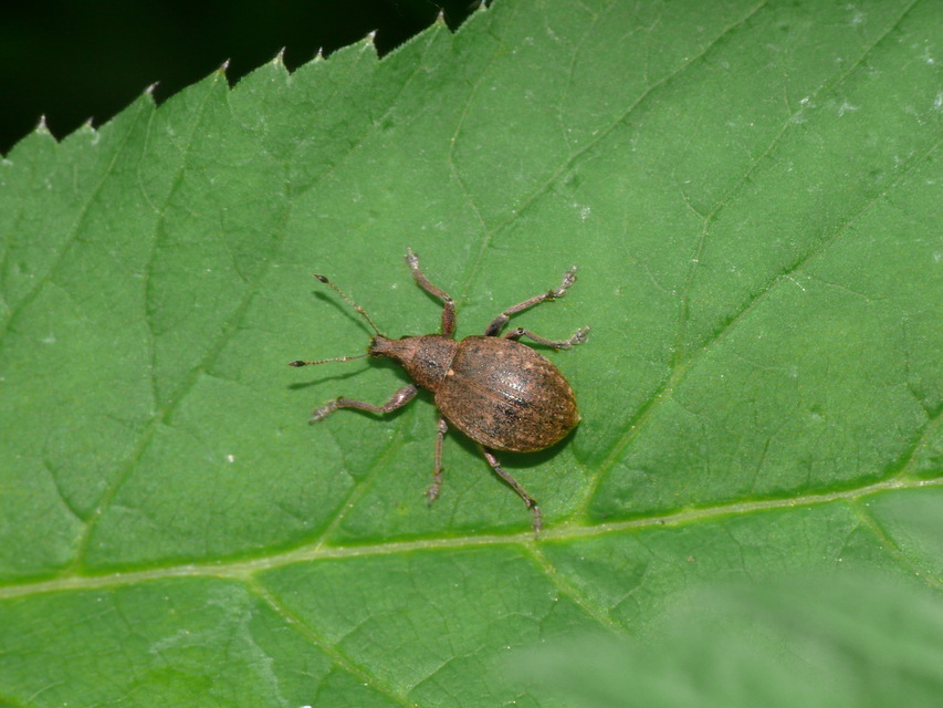 Liophloeus lentus - közönséges barabolyormányos