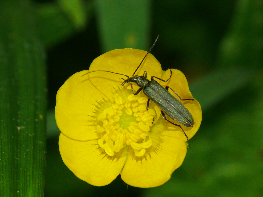 Oedemera