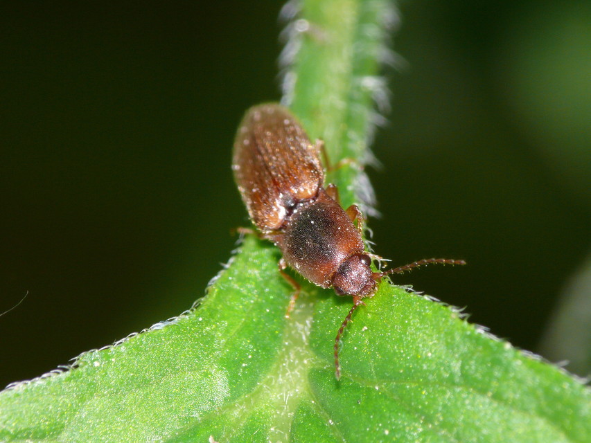 Elateridae - pattanóbogárfélék