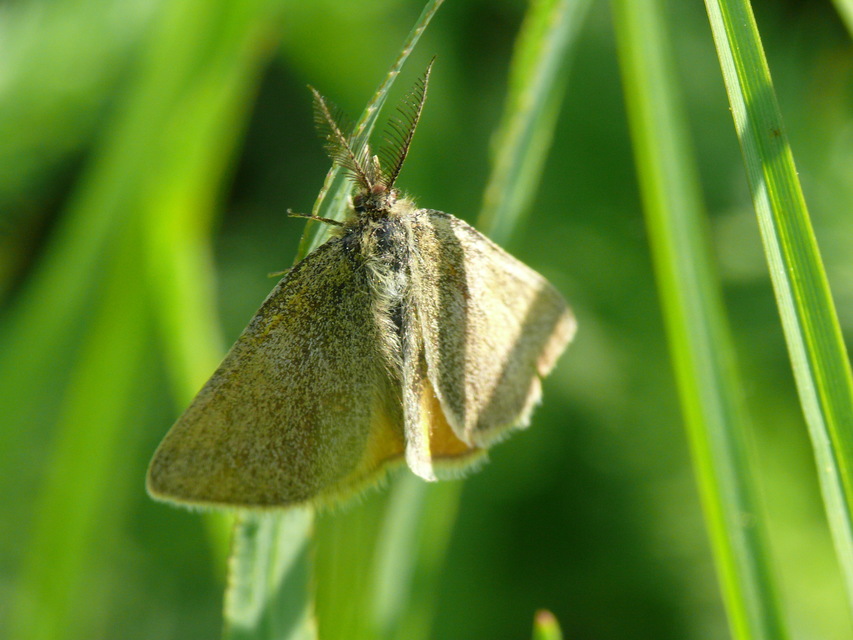 Lythria purpuraria - bíborsávos araszoló