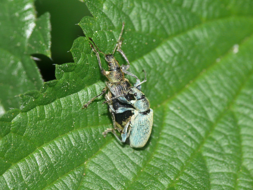 Phyllobius pomaceus - csalán-levélormányos