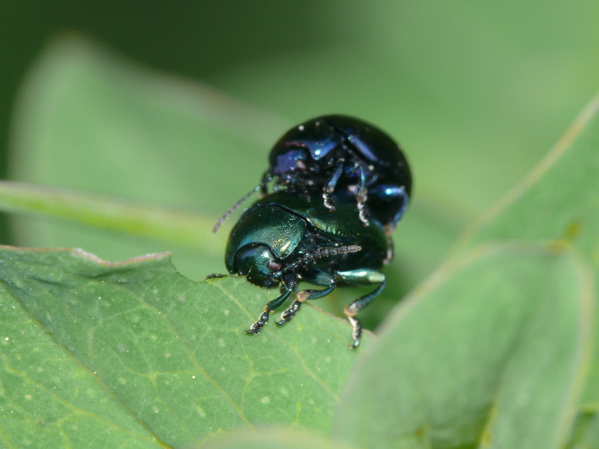 Chrysolina