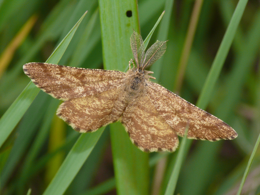 Ematurga atomaria - barna rétiaraszoló