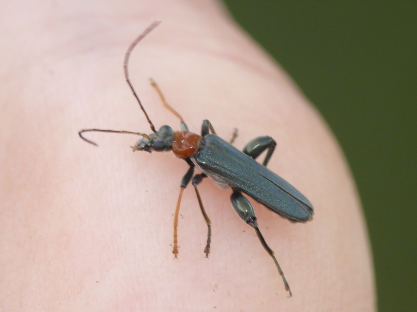 Oedemera croceicollis - pirostorú álcincér