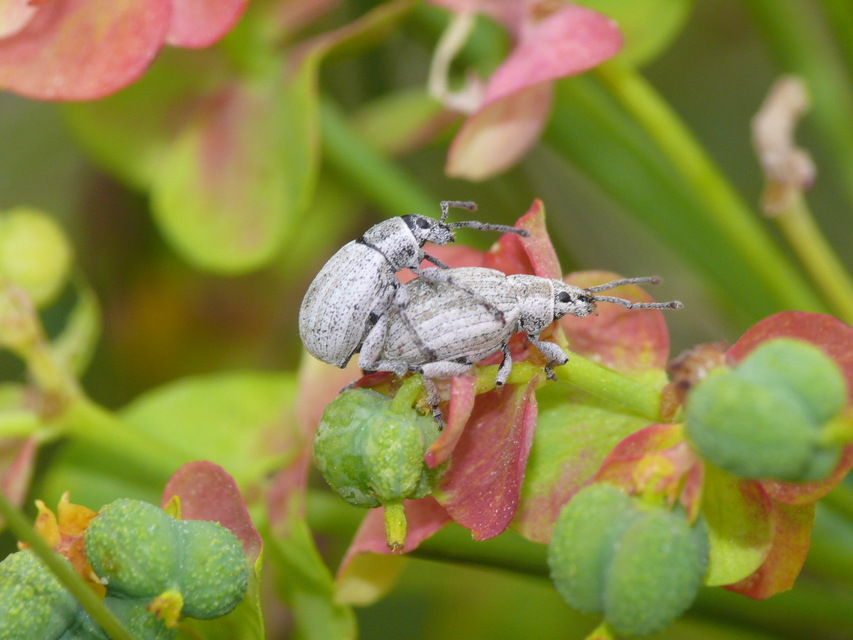 Centricnemus leucogrammus - kis kendermagbogár Centricnemus leucogrammus - kis kendermagbogár