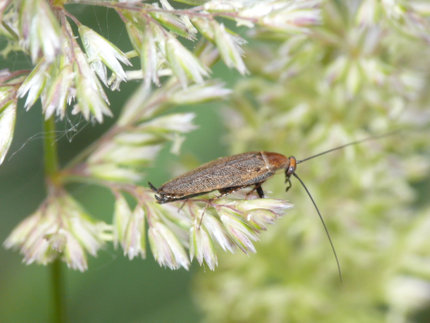 Ectobius erythronotus - sárgatorú erdeicsótány