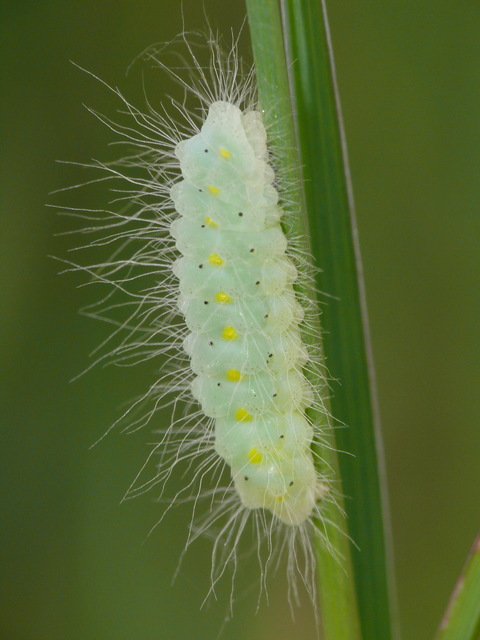 Zygaena laeta - vörös csüngőlepke