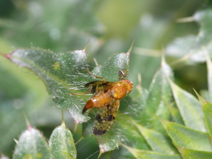 Xyphosia miliaria
