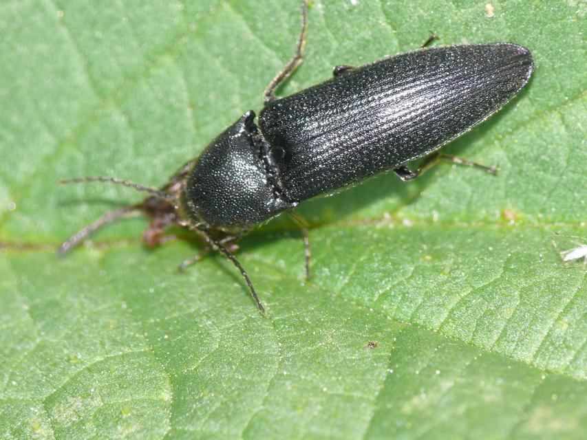 Melanotus