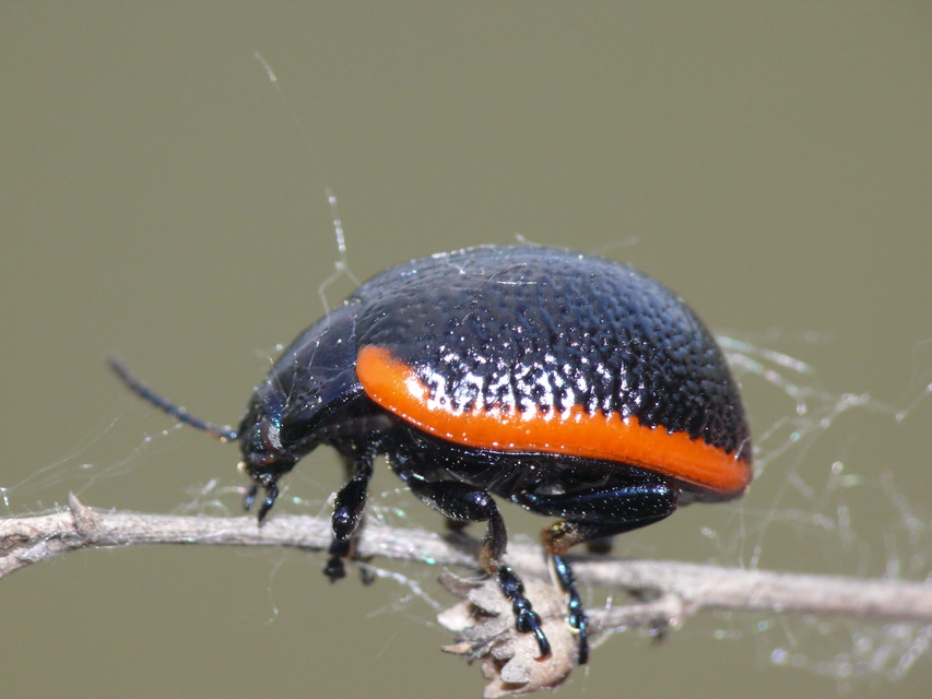 Chrysolina rossia - trapézhátú szegélyeslevelész