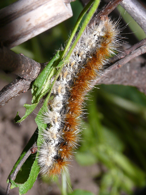 Rhyparia purpurata - bíborszínű medvelepke