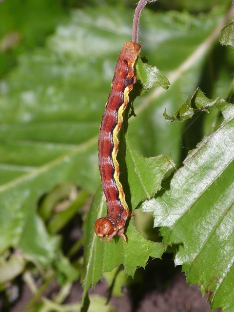Erannis defoliaria - nagy téliaraszoló