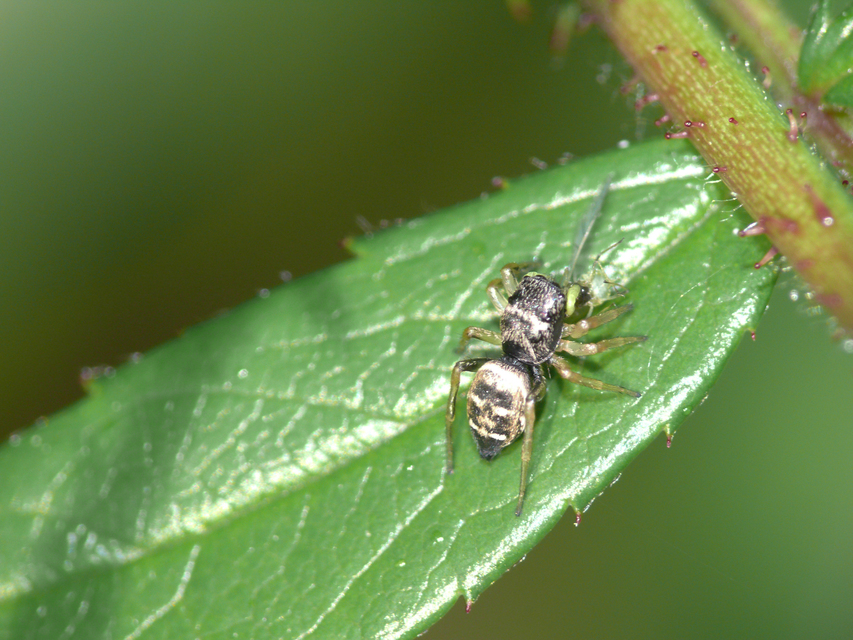 Heliophanus flavipes - fémes ugrópók