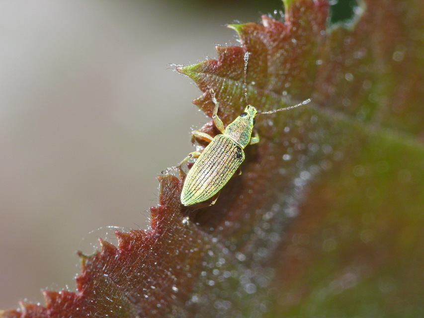 Polydrusus formosus - selymes lombormányos