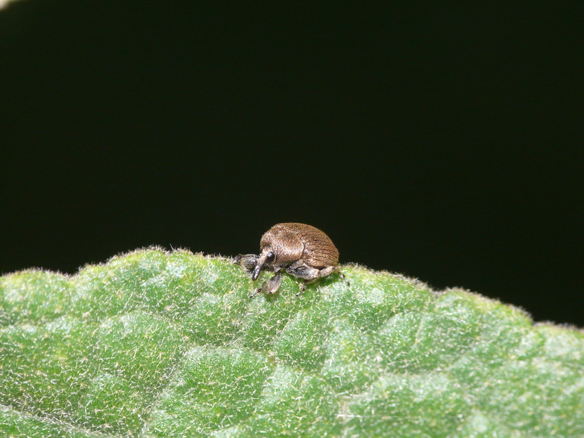 Rhinusa tetra - magtoklakó ökörfarkkóró-ormányos