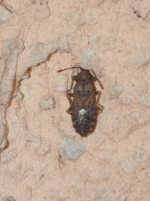 Orsillus depressus - tuja-fényesbodobács